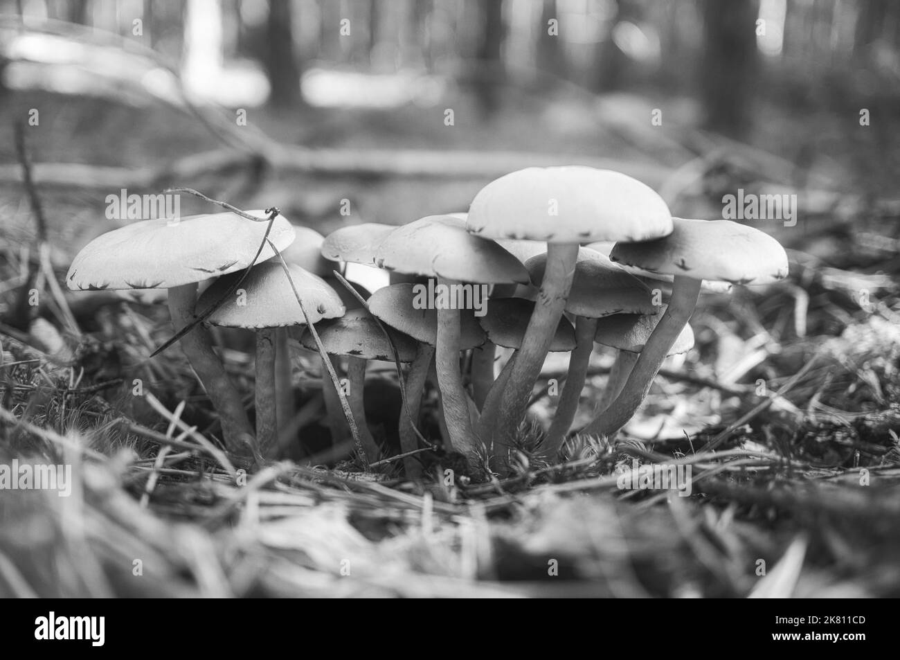 Un gruppo di funghi, presi in bianco e nero, nel bosco sul pavimento del bosco. Muschio, aghi di pino sulla terra. Autunno giorno alla ricerca di funghi. Foto Stock