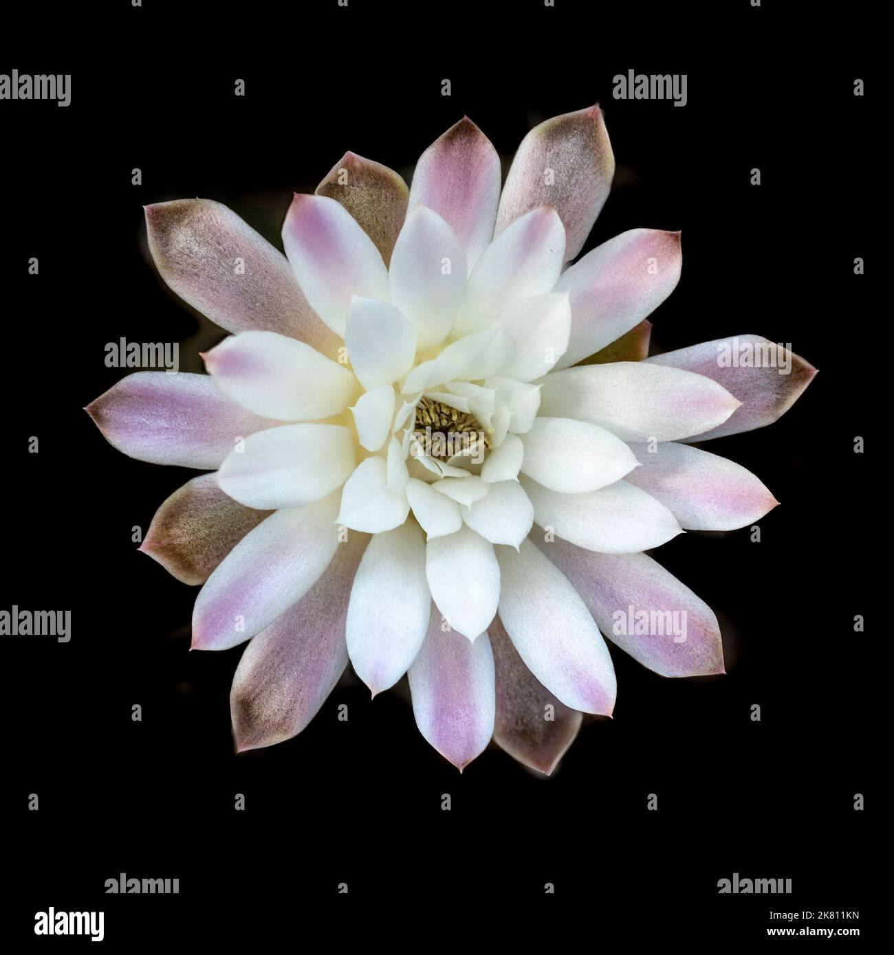 Stenopleurum di Gymnocalycium, sin. G. friedrichii, fiore. Origine Paraguay. Famiglia Cactaceae. Foto Stock