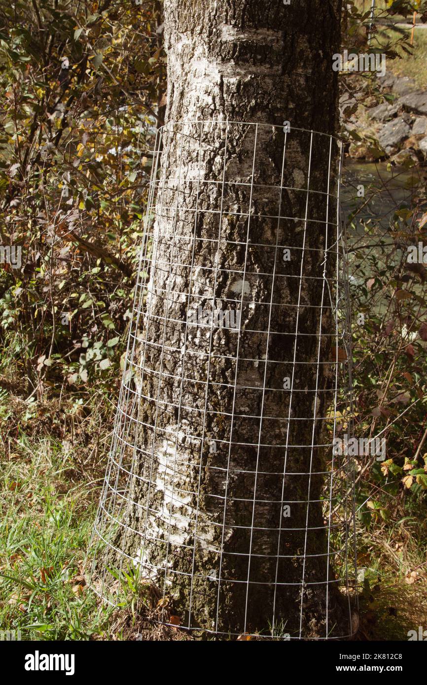 Griglia di protezione dell'albero intorno al tronco dell'albero come protezione contro i danni agli animali Foto Stock