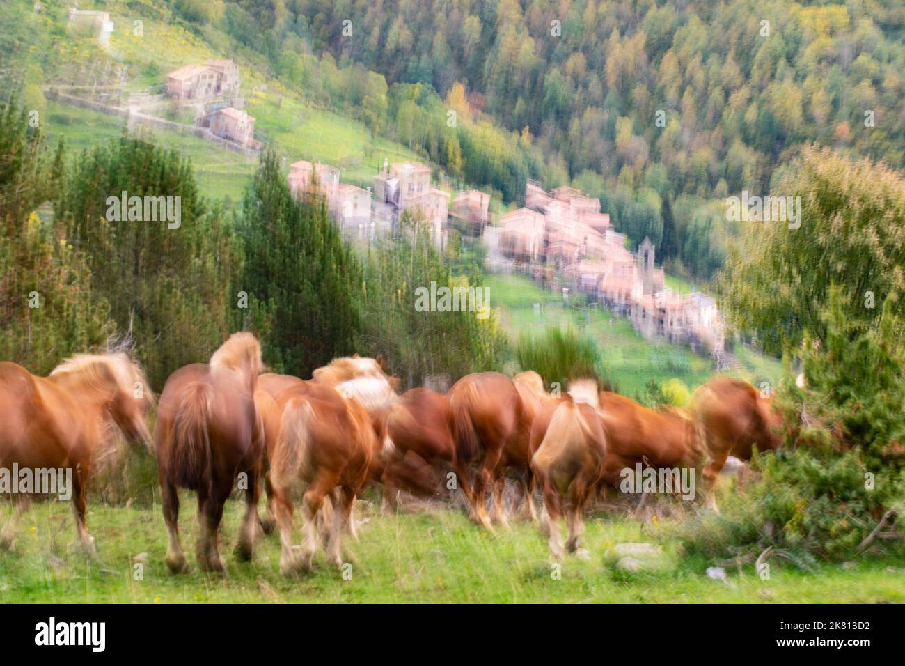 Mares, cavalli e nemici in discesa. Tria de mulats d'Espinavell, El Ripollès, Girona. Selezione di nemici nati in montagna da vendere sul mercato. Foto Stock