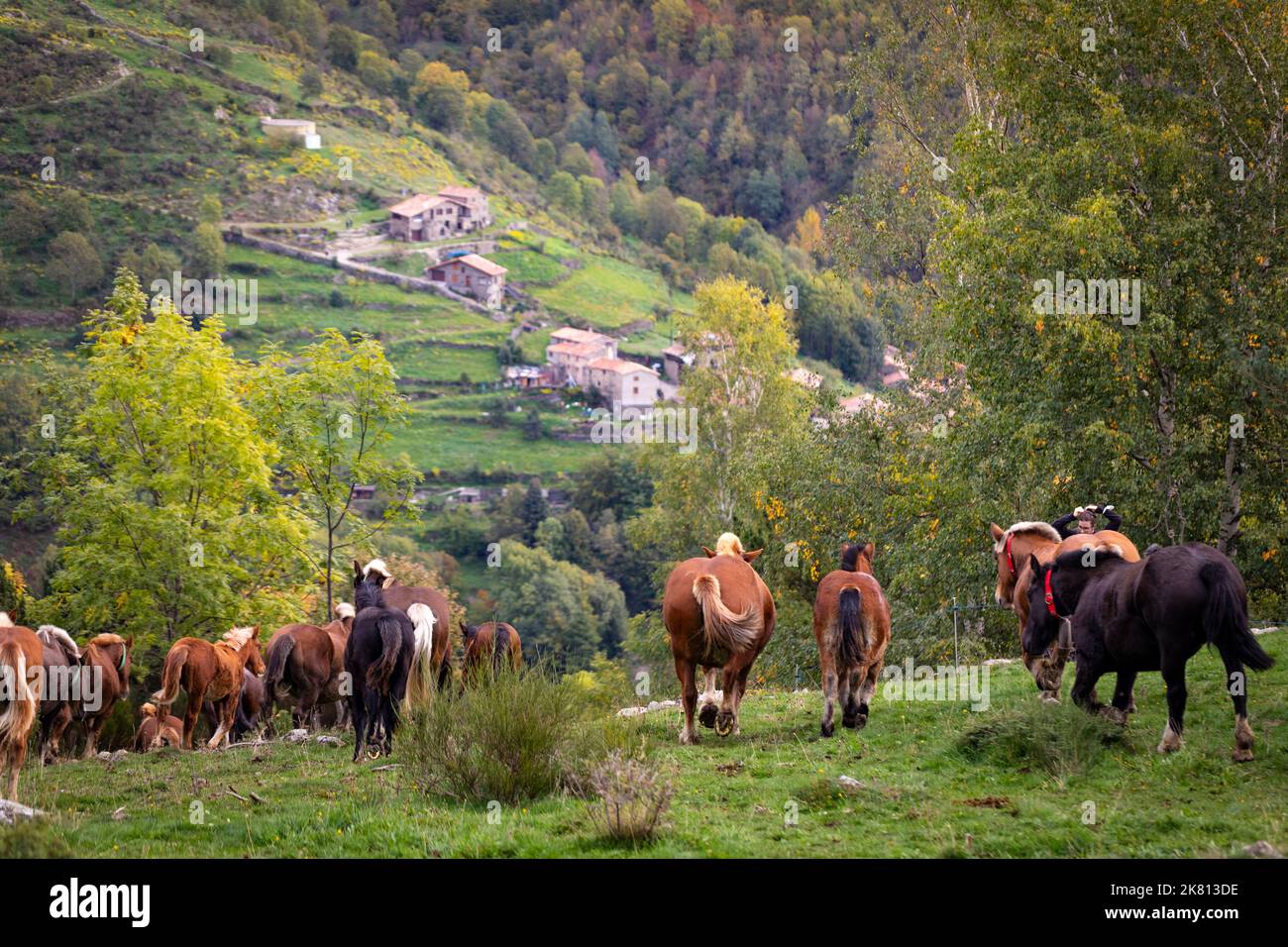 Mares, cavalli e nemici in discesa. Tria de mulats d'Espinavell, El Ripollès, Girona. Selezione di nemici nati in montagna da vendere sul mercato. Foto Stock