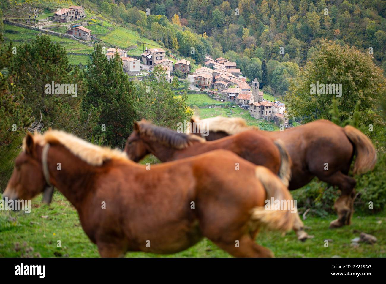Mares, cavalli e nemici in discesa. Tria de mulats d'Espinavell, El Ripollès, Girona. Selezione di nemici nati in montagna da vendere sul mercato. Foto Stock