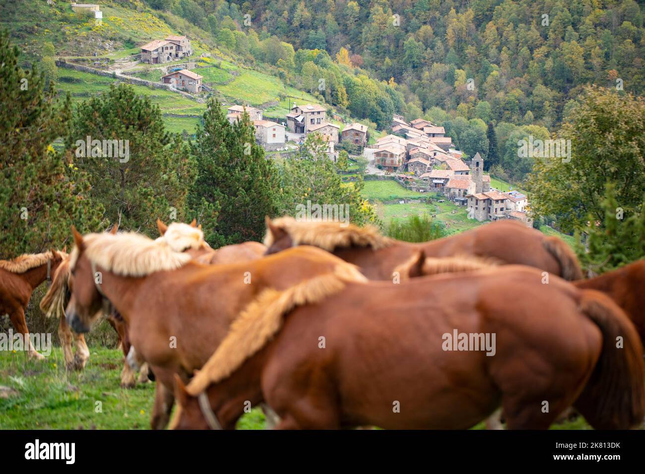 Mares, cavalli e nemici in discesa. Tria de mulats d'Espinavell, El Ripollès, Girona. Selezione di nemici nati in montagna da vendere sul mercato. Foto Stock