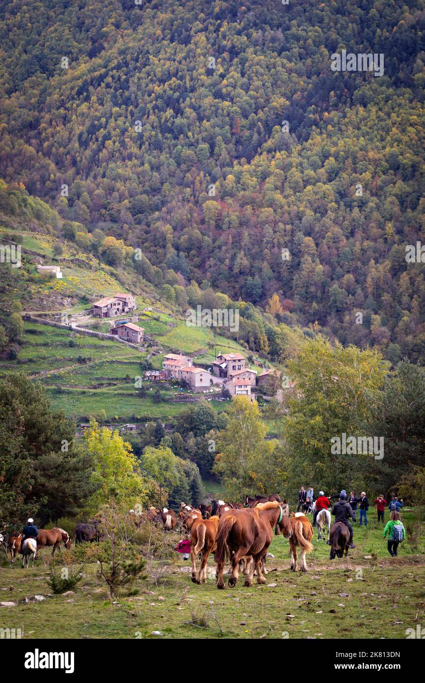 Mares, cavalli e nemici in discesa. Tria de mulats d'Espinavell, El Ripollès, Girona. Selezione di nemici nati in montagna da vendere sul mercato. Foto Stock
