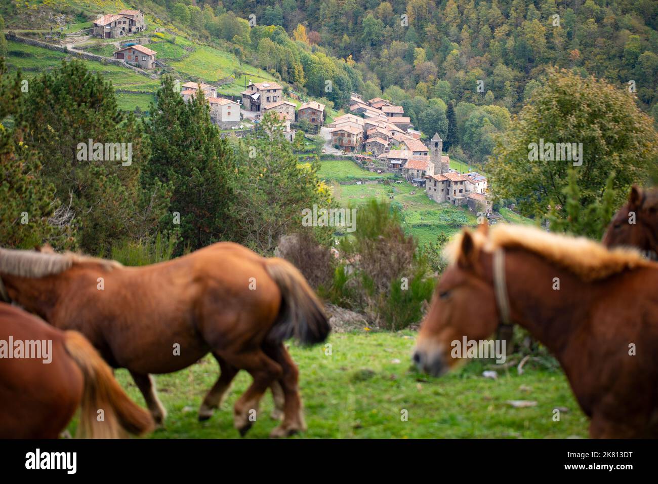 Mares, cavalli e nemici in discesa. Tria de mulats d'Espinavell, El Ripollès, Girona. Selezione di nemici nati in montagna da vendere sul mercato. Foto Stock