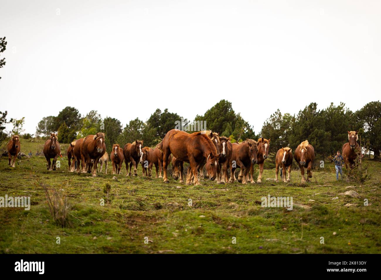 Mares, cavalli e nemici in discesa. Tria de mulats d'Espinavell, El Ripollès, Girona. Selezione di nemici nati in montagna da vendere sul mercato. Foto Stock