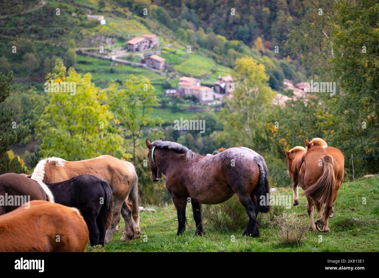 Mares, cavalli e nemici in discesa. Tria de mulats d'Espinavell, El Ripollès, Girona. Selezione di nemici nati in montagna da vendere sul mercato. Foto Stock