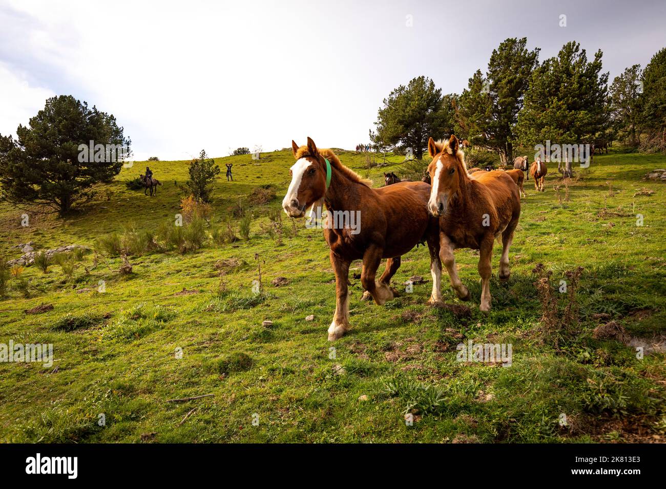 Mares, cavalli e nemici in discesa. Tria de mulats d'Espinavell, El Ripollès, Girona. Selezione di nemici nati in montagna da vendere sul mercato. Foto Stock