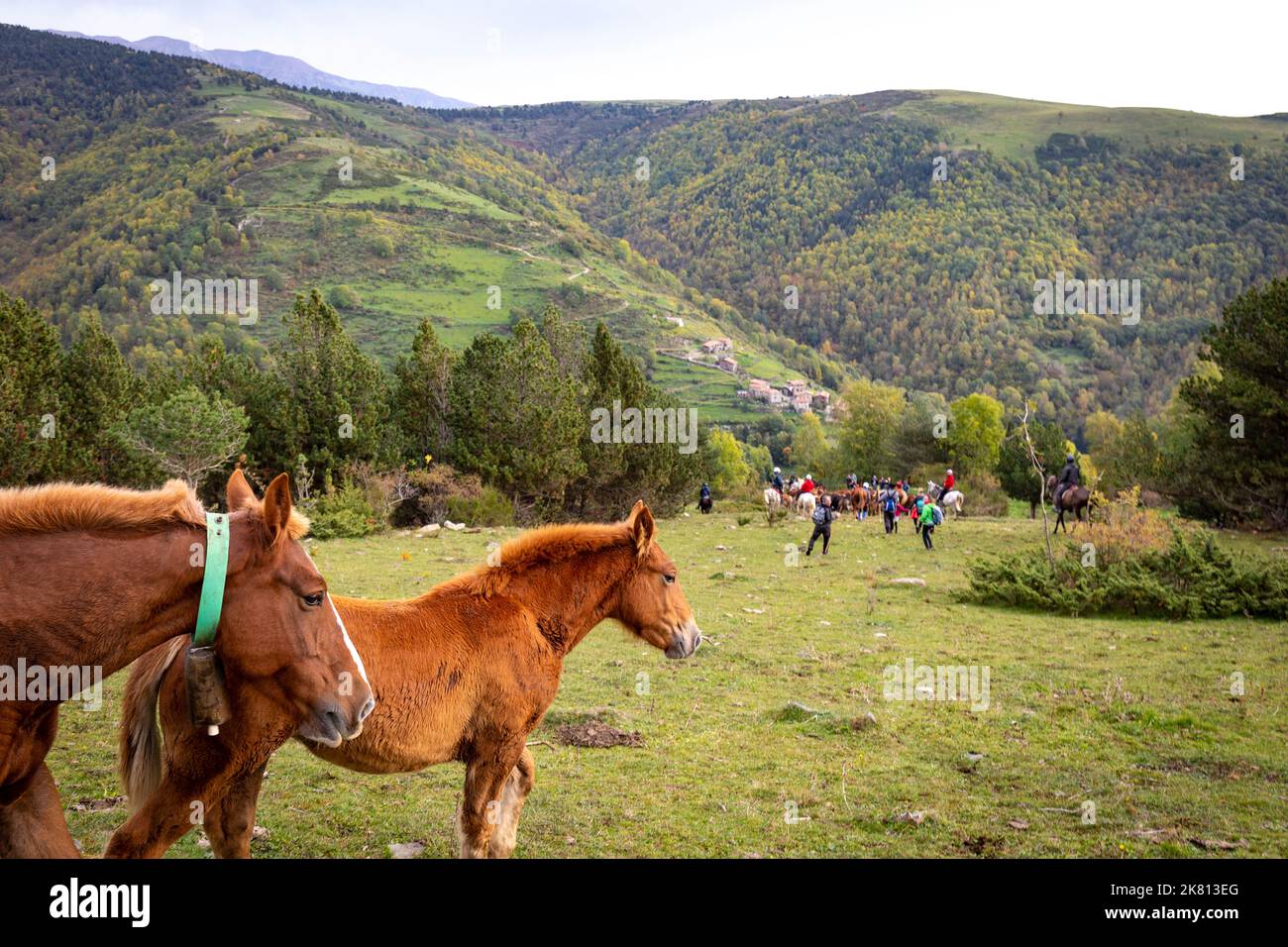 Mares, cavalli e nemici in discesa. Tria de mulats d'Espinavell, El Ripollès, Girona. Selezione di nemici nati in montagna da vendere sul mercato. Foto Stock