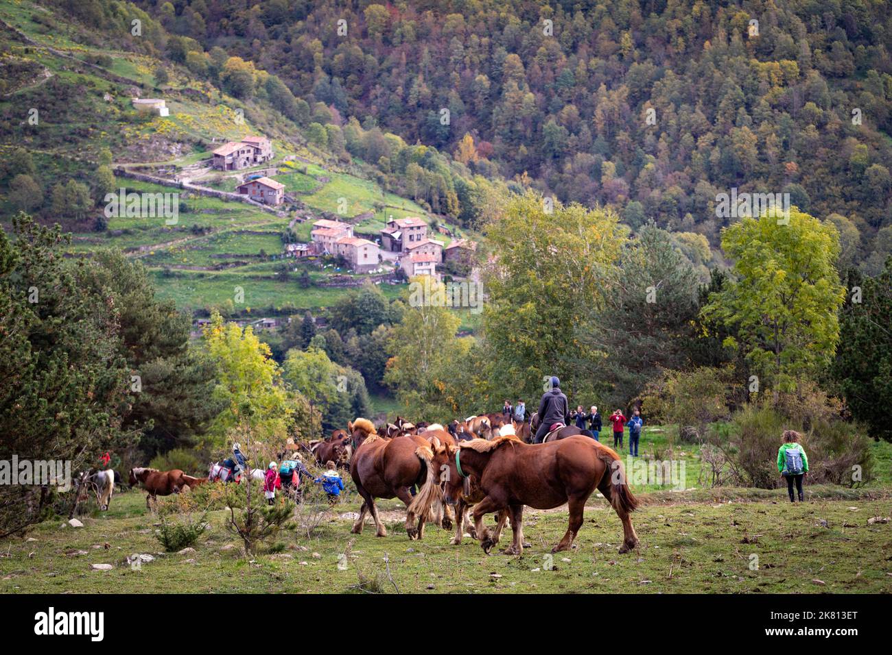 Mares, cavalli e nemici in discesa. Tria de mulats d'Espinavell, El Ripollès, Girona. Selezione di nemici nati in montagna da vendere sul mercato. Foto Stock