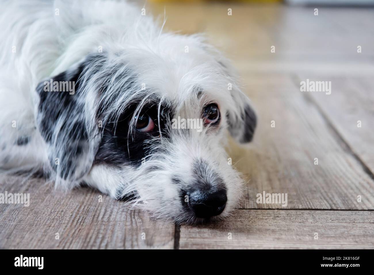 Carino cane bianco con orecchie nere cane sdraiato Foto Stock