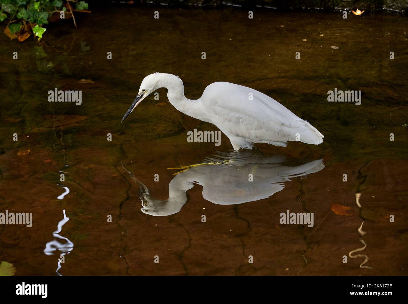 Heron Egret 091022 e-M1X Foto Stock