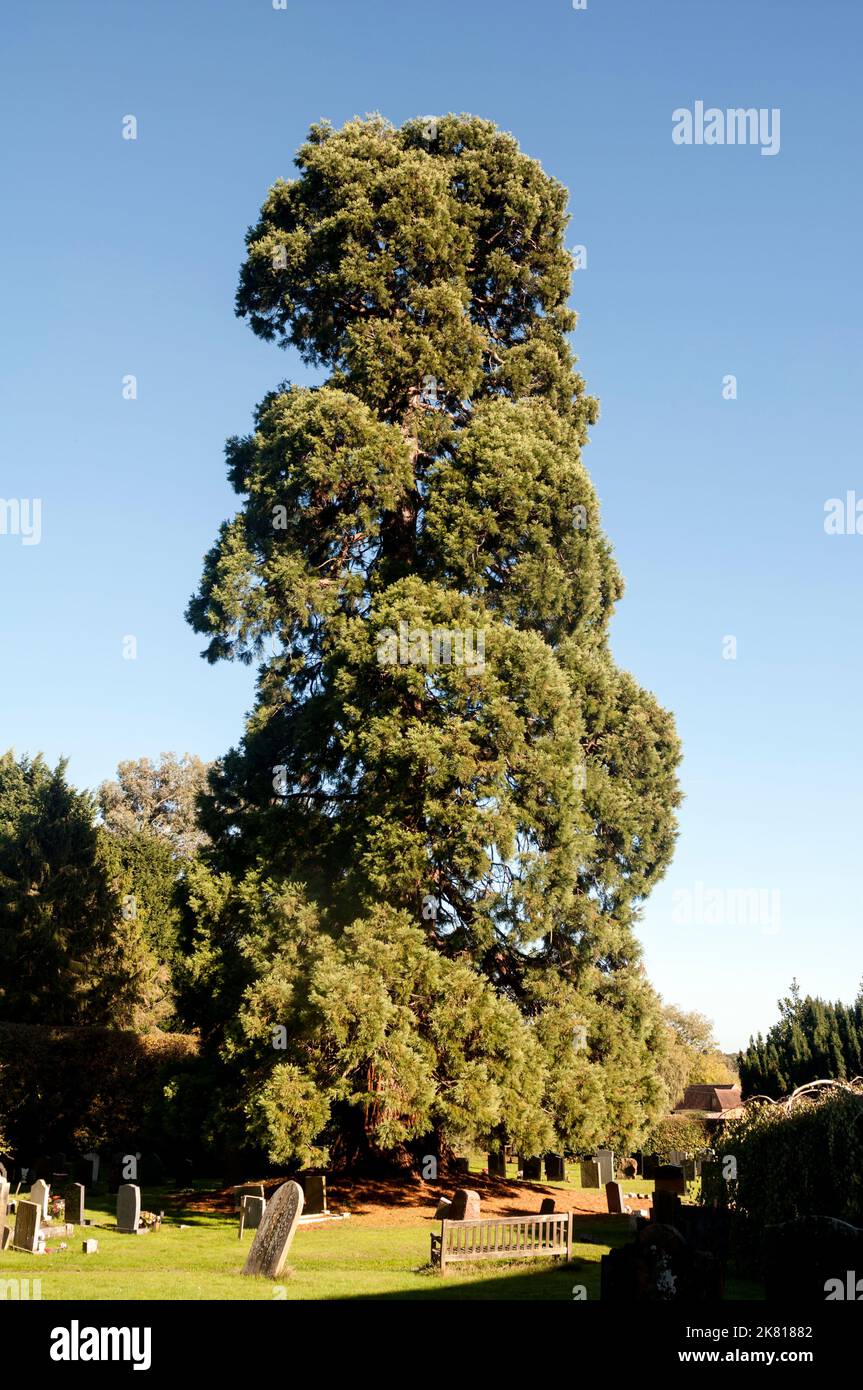 Una sequoia gigante nel cimitero di St. Giles, Nether Whitacre, Warwickshire, Inghilterra, Regno Unito Foto Stock