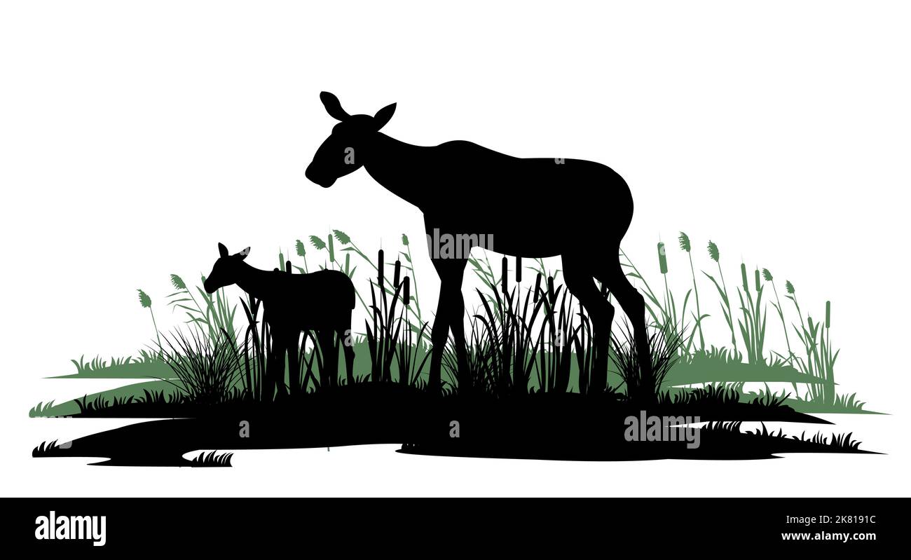 Moose femmina con cucciolo Elk. Immagine della silhouette. Le canne pascolano nella palude. Animali in natura. Isolato su sfondo bianco. Vettore Illustrazione Vettoriale