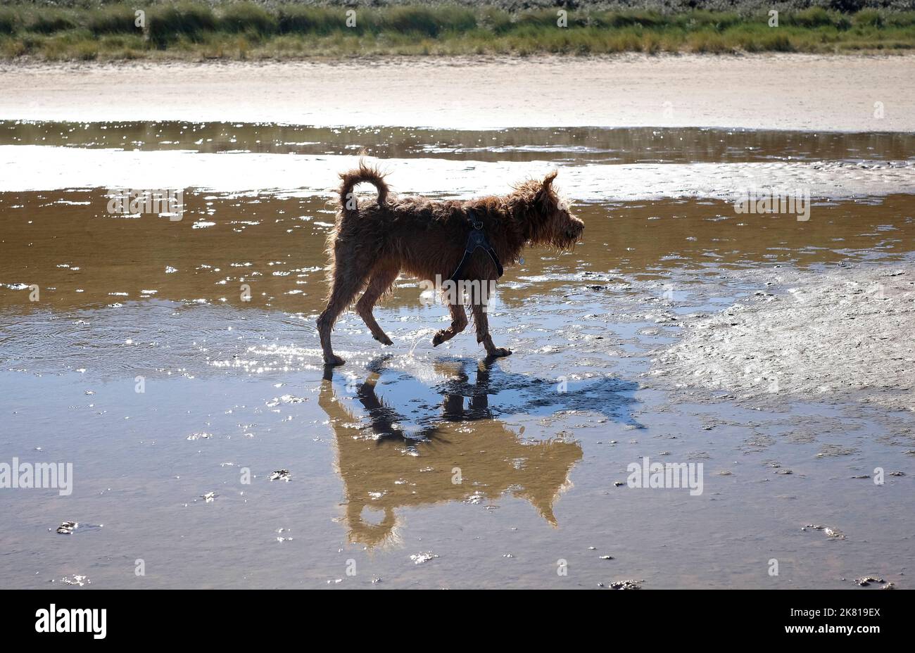 irish terrier cucciolo cane sulla spiaggia di holkham, nord norfolk, inghilterra Foto Stock