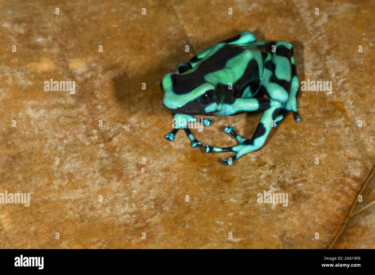 Verde e nero Poison Dart Frog (Dendrobates auratus) su una foglia morta, Costa Rica. Foto Stock