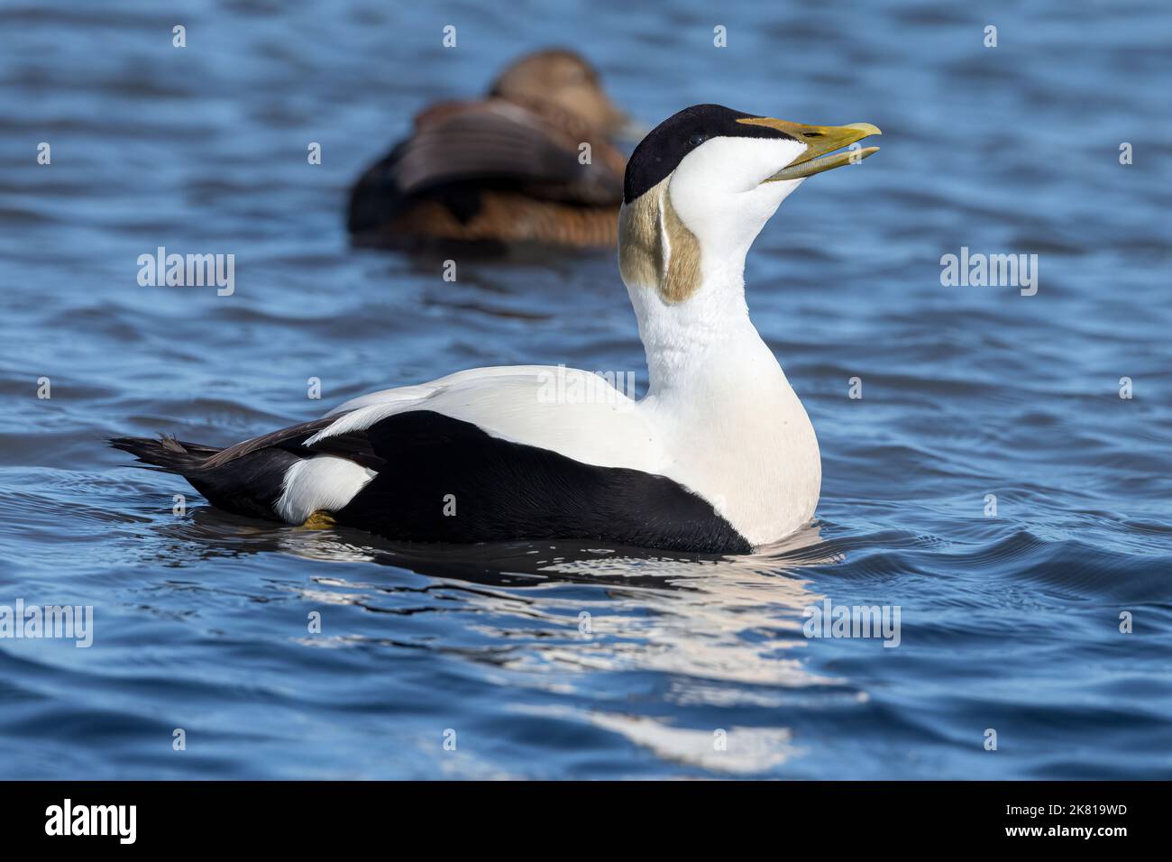 Eider Duck, Somateria mollisima, Drake, uccello maschio in allevamento piumaggio, corteggiamento mostra Northumberland marcia Foto Stock