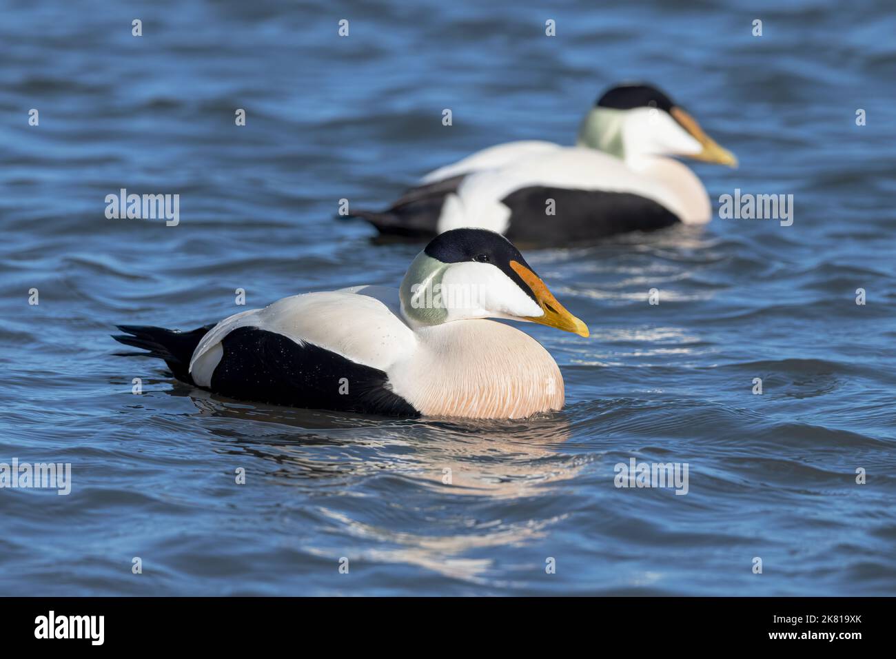 Eider Duck, Somateria mollisima, Drake, uccello maschio in piumaggio di allevamento, 2 Drake che traboccano insieme marcia Northumberland Foto Stock