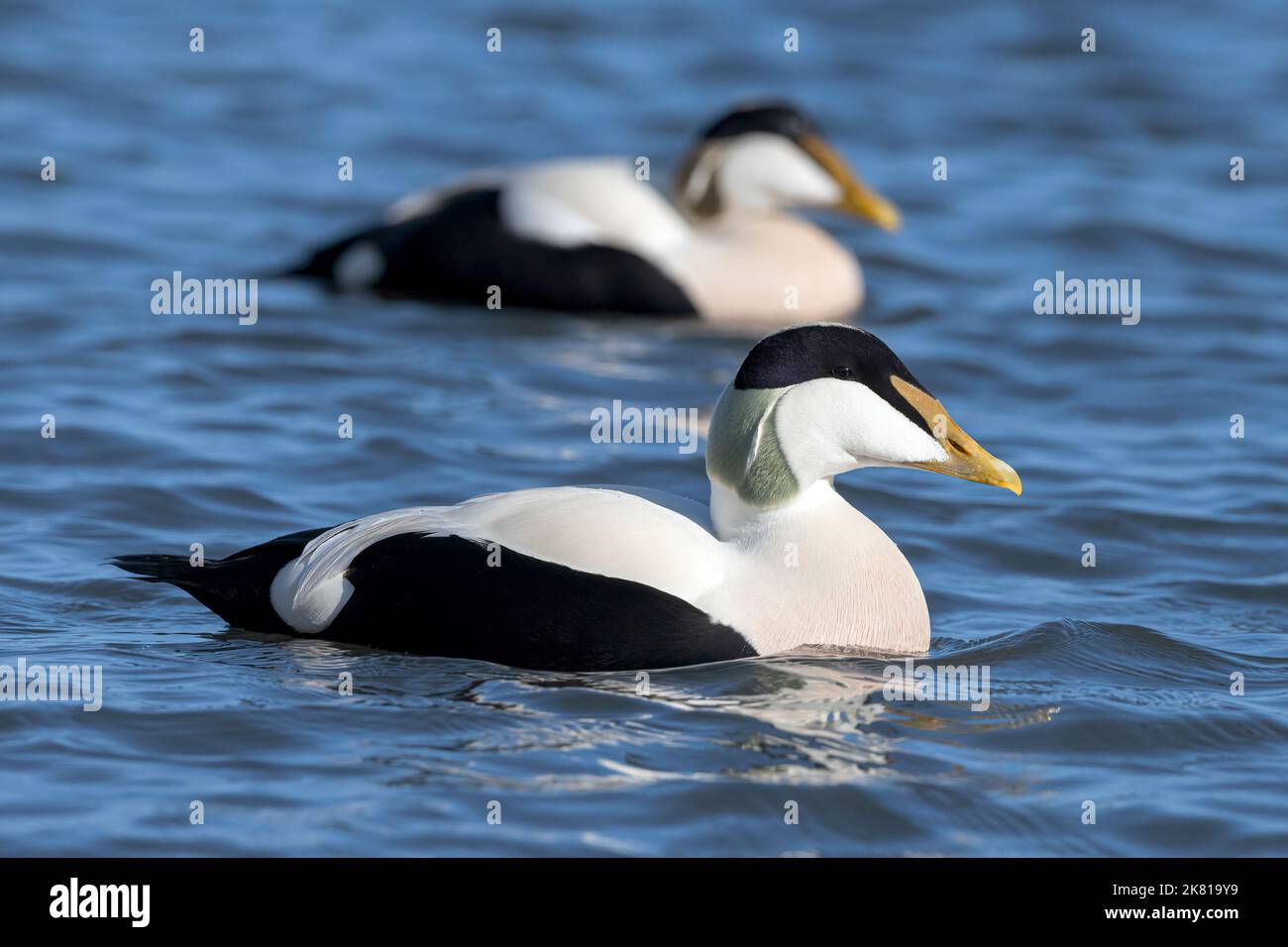 Eider Duck, Somateria mollisima, Drake, uccello maschio in piumaggio di allevamento, 2 Drake che nuotano insieme marcia Northumberland Foto Stock