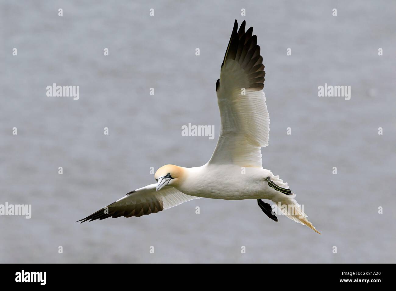Gannet settentrionale, Gannet, Morus fagianus, Adulti in arrivo a terra RSPB scogliere di Bempton aprile Foto Stock