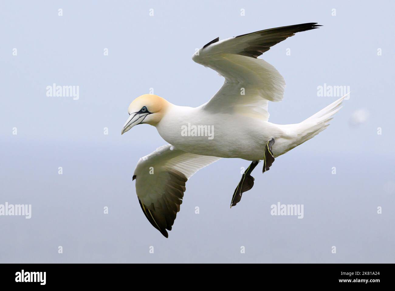 Gannet Settentrionale, Gannet, Morus fagiano, uccelli adulti che si aggirano sulla scogliera RSPB scogliere di Bempton Aprile Foto Stock