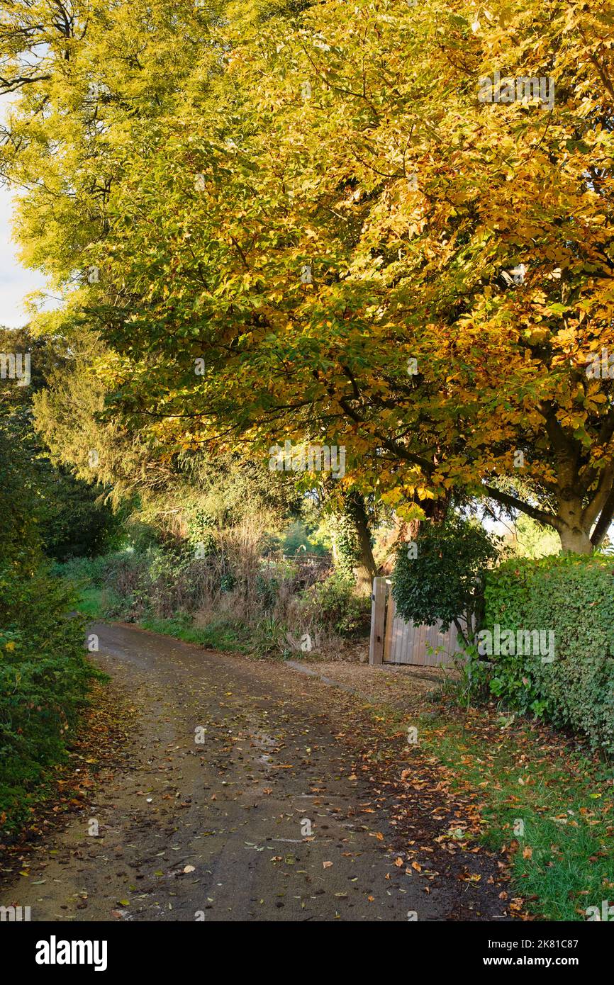 Country Lane in autunno. Great Tew, Cotswolds, Oxfordshire, Inghilterra Foto Stock