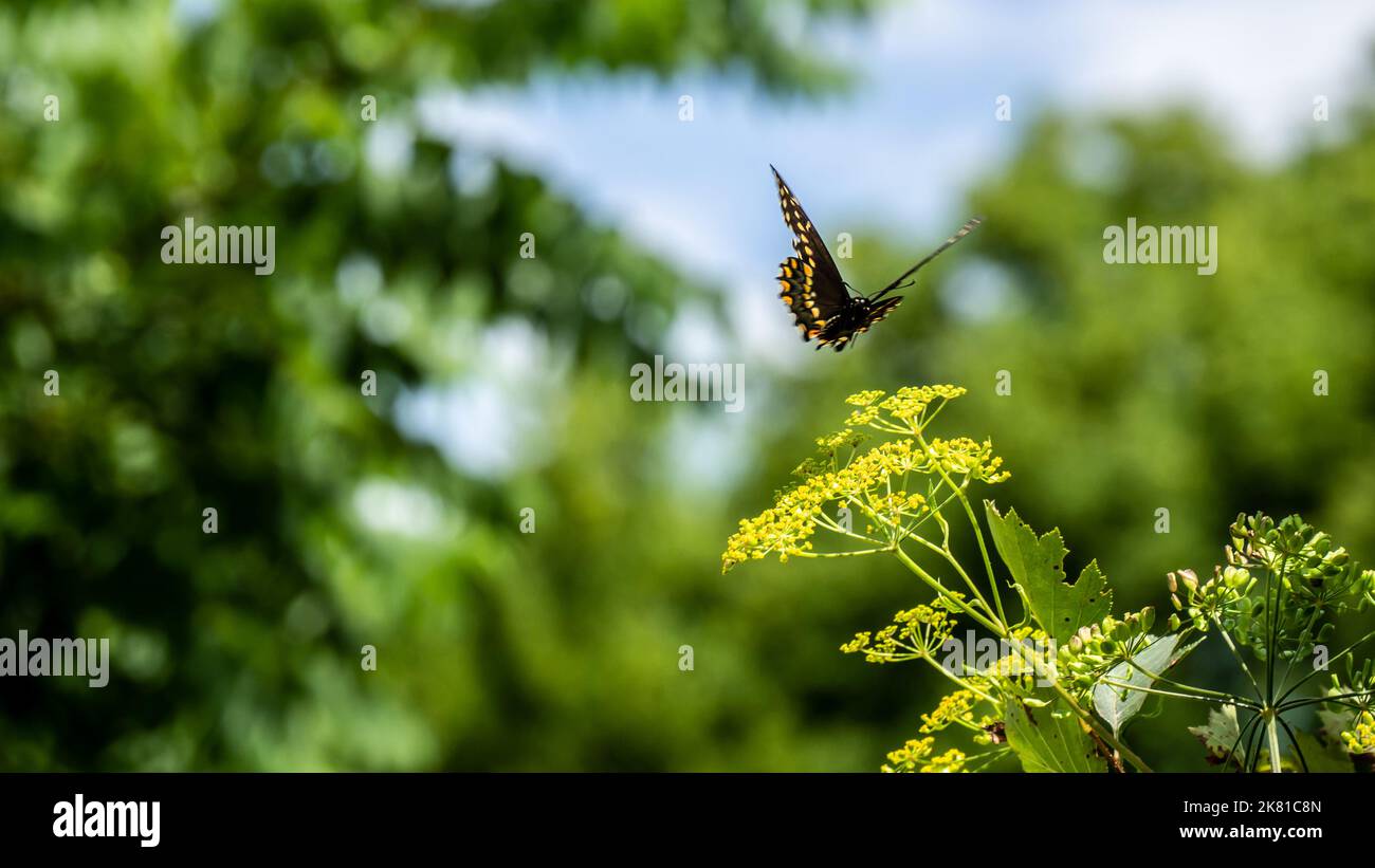 Primo piano di una farfalla nera a coda di rondine che si prepara ad atterrare sul fiore giallo di una pianta di pastinaca selvatica che sta crescendo in un campo. Foto Stock
