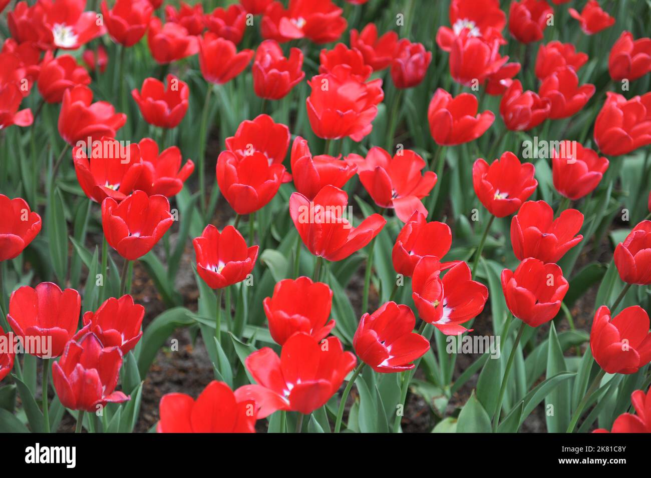 Rosso con base bianca Tulipani Triumph (Tulipa) Fragola ghiaccio fiorire in un giardino nel mese di aprile Foto Stock