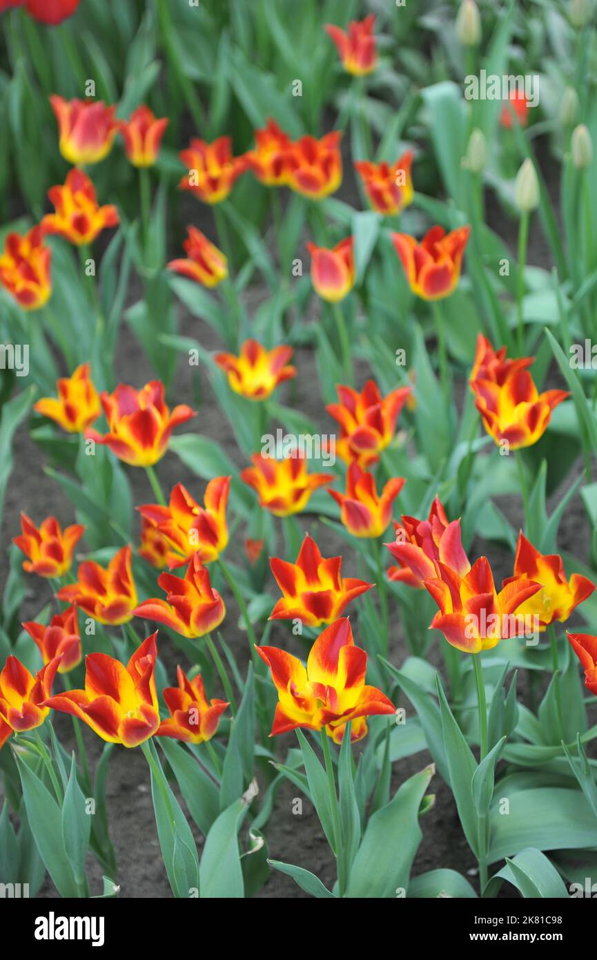 Tulipani a fiori di giglio rossi e gialli (Tulipa) fioriture Match fiorire in un giardino nel mese di aprile Foto Stock