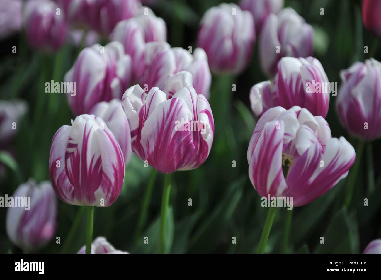 Tulipani Triumph (Tulipa) a strisce Flag fiorire in un giardino nel mese di aprile Foto Stock