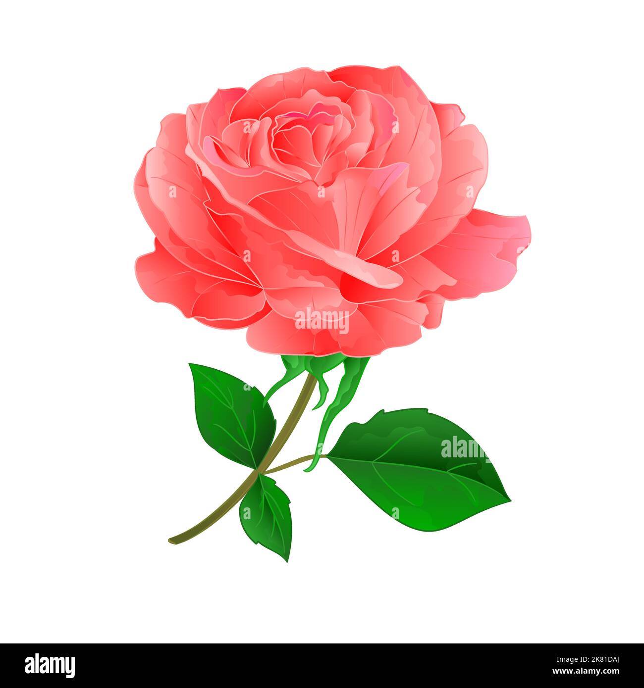 Fiore rosa ramoscello con foglie su uno sfondo bianco vintage vettore illustrazione Illustrazione Vettoriale