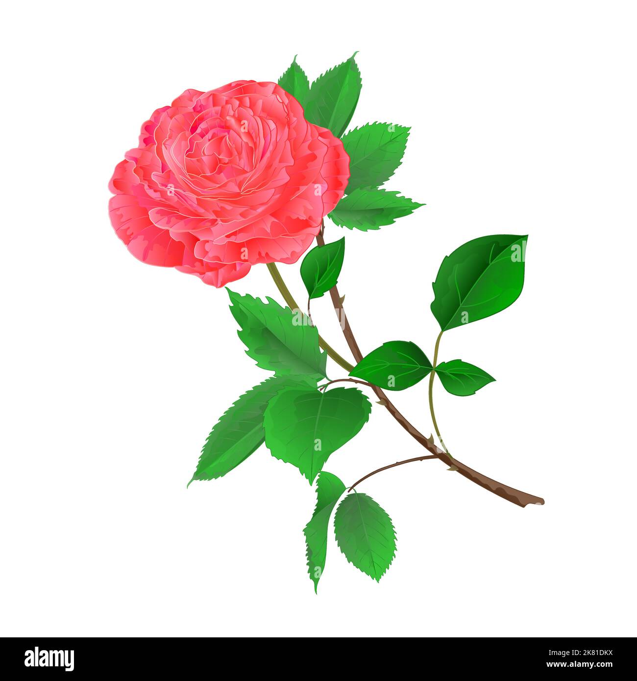 Rosa fiore ramoscello con foglie su uno sfondo bianco vintage vettore illustrazione Illustrazione Vettoriale