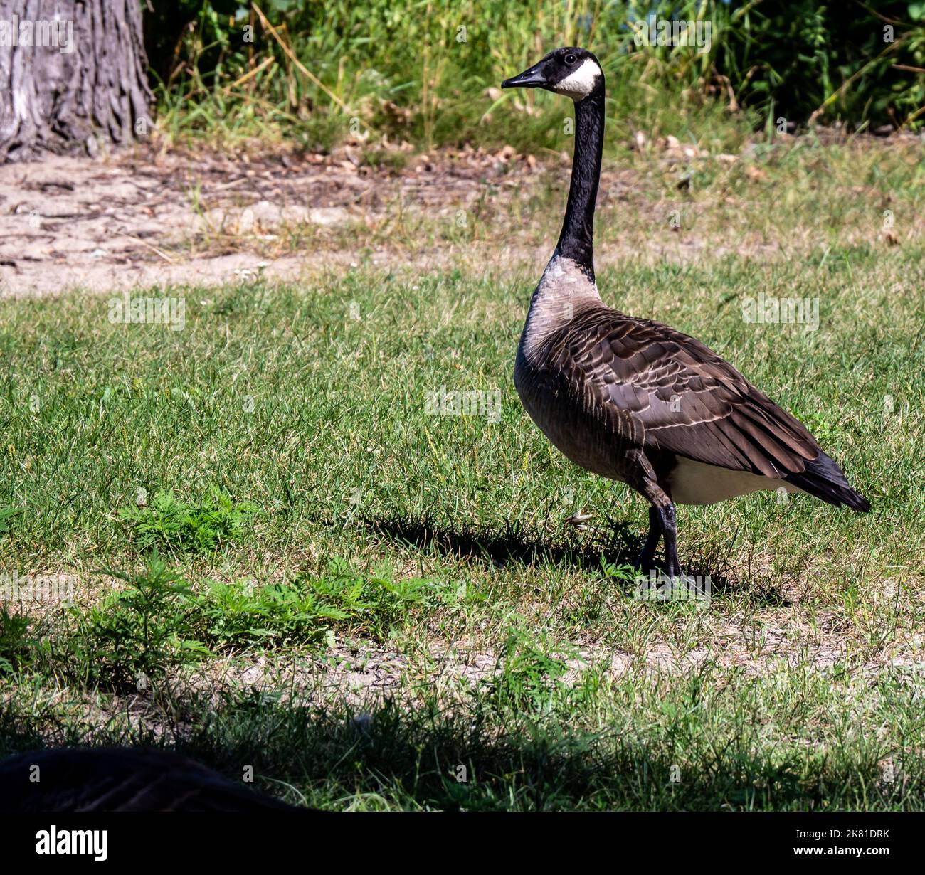Primo piano di un'oca canadese che si trova nell'erba corta vicino al fiume ottawa in una giornata di sole brillante ad agosto. Foto Stock