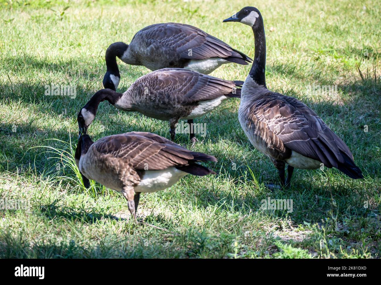 Primo piano di un gregge di oche canadesi che foraggiano per il cibo nel prato corto in una giornata di sole nel mese di agosto. Foto Stock