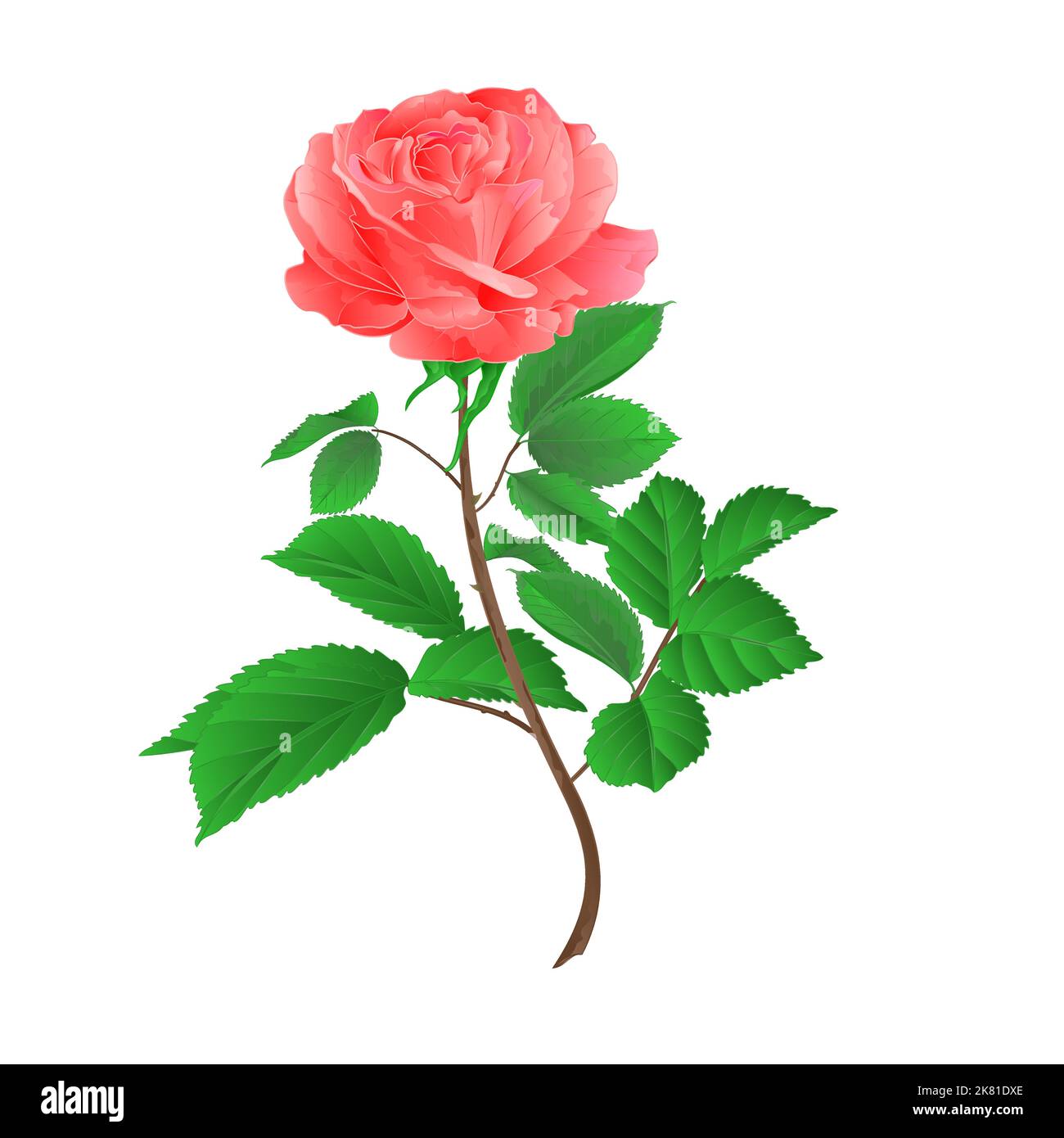 Rosa fiore ramoscello rosa con foglie su uno sfondo bianco vintage vettore illustrazione Illustrazione Vettoriale