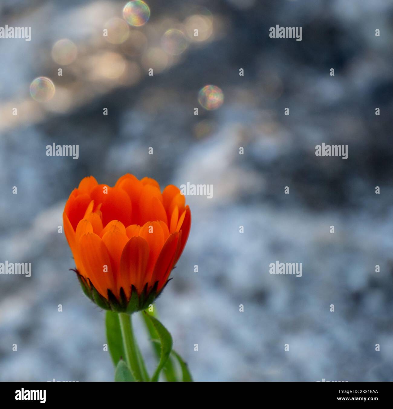 Primo piano del fiore d'arancio su una pianta di marigold pentola che sta crescendo in un giardino fiorito in una fredda giornata di sole in ottobre con uno sfondo sfocato. Foto Stock