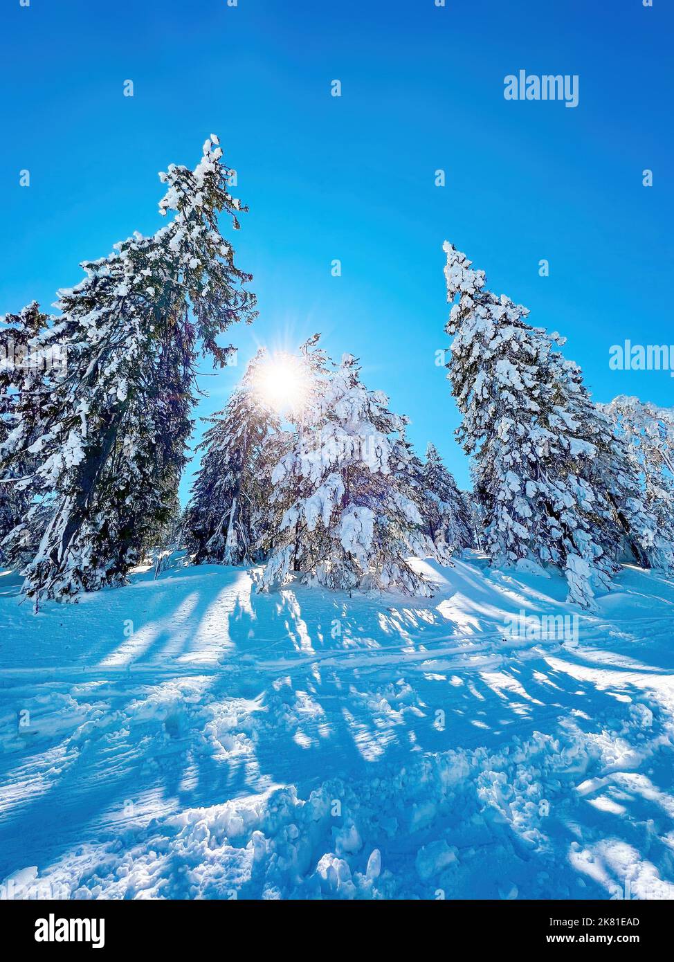 Luce del sole che si illumina attraverso rami innevati di pino di conifere e abete tress sempreverde a Zlatibor montagna in inverno con il cielo come spazio copia Foto Stock