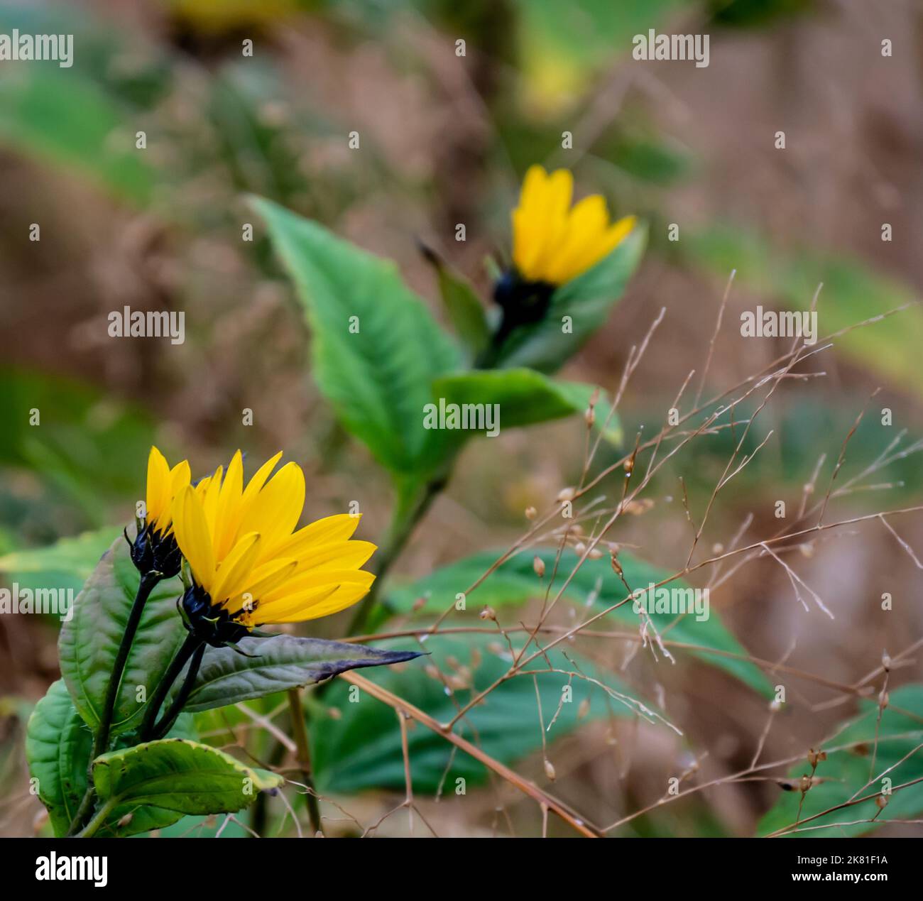 Primo piano di una pianta di girasole selvatica che sta crescendo sul lato di una strada in una giornata fredda in ottobre con un campo di mais sfocato sullo sfondo. Foto Stock