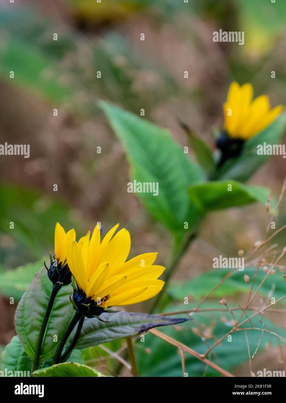 Primo piano di una pianta di girasole selvatica che sta crescendo sul lato di una strada in una giornata fredda in ottobre con un campo di mais sfocato sullo sfondo. Foto Stock