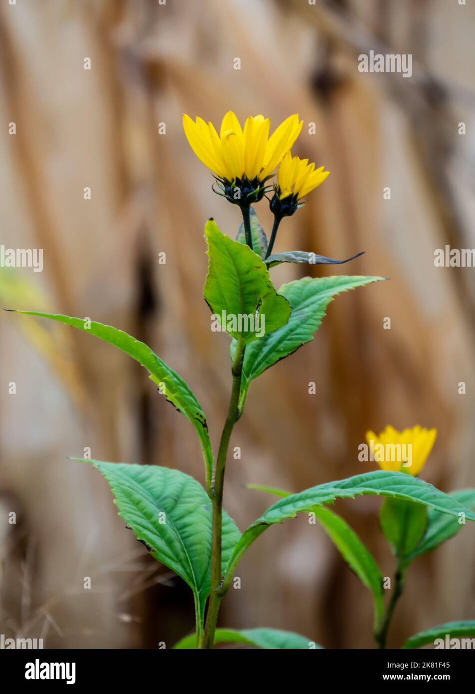 Primo piano di una pianta di girasole selvatica che sta crescendo sul lato di una strada in una giornata fredda in ottobre con un campo di mais sfocato sullo sfondo. Foto Stock