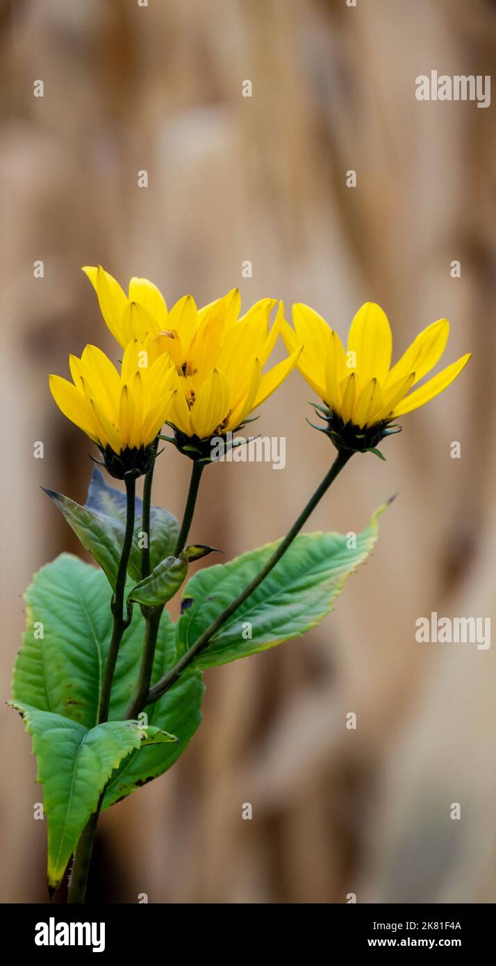 Primo piano di una pianta di girasole selvatica che sta crescendo sul lato di una strada in una giornata fredda in ottobre con un campo di mais sfocato sullo sfondo. Foto Stock