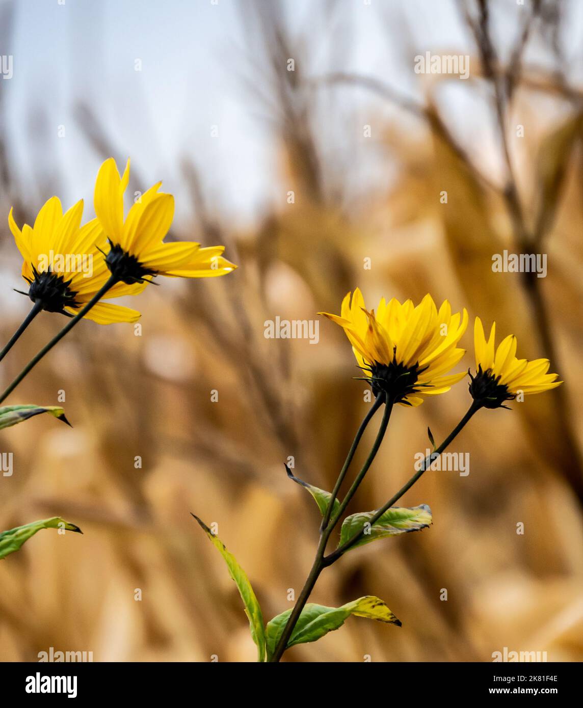 Primo piano di una pianta di girasole selvatica che sta crescendo sul lato di una strada in una giornata fredda in ottobre con un campo di mais sfocato sullo sfondo. Foto Stock