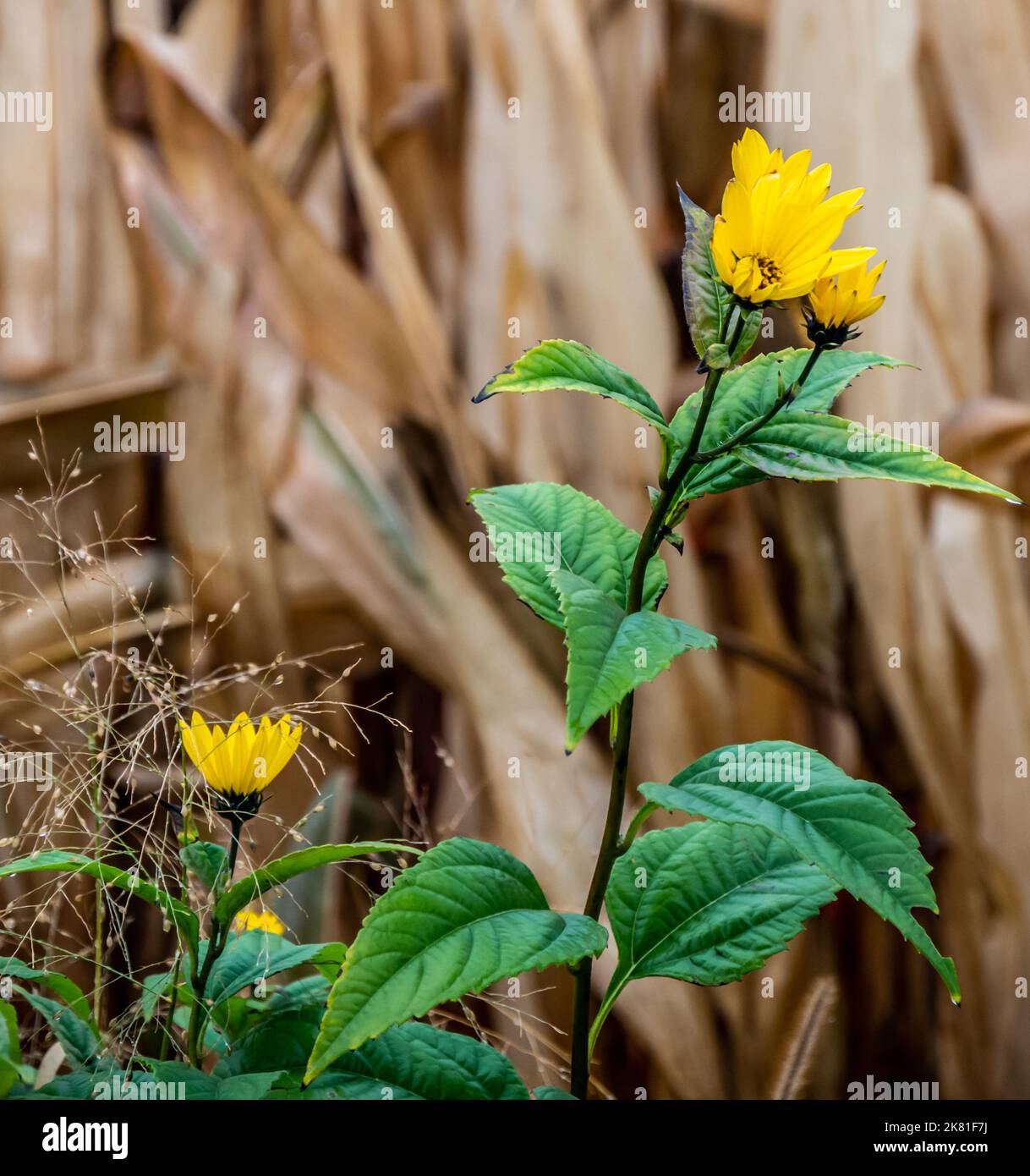 Primo piano di una pianta di girasole selvatica che sta crescendo sul lato di una strada in una giornata fredda in ottobre con un campo di mais sfocato sullo sfondo. Foto Stock