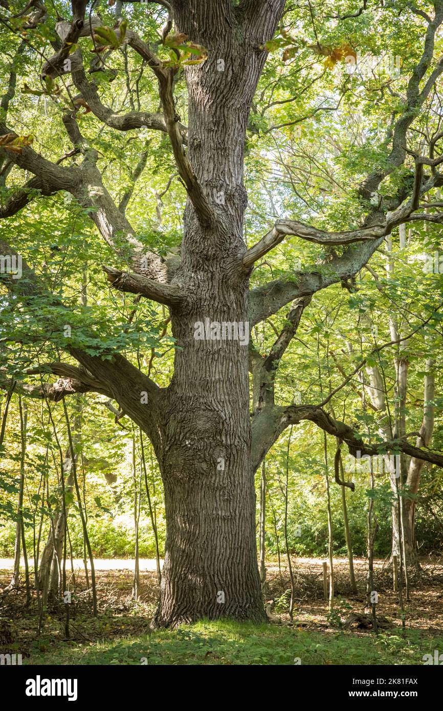 Paesi Bassi, Zeeland, vecchio albero di quercia alla riserva naturale de Manteling vicino Oostkapelle sulla penisola Walcheren. Niederlande, Zeeland, alte Eiche im Foto Stock