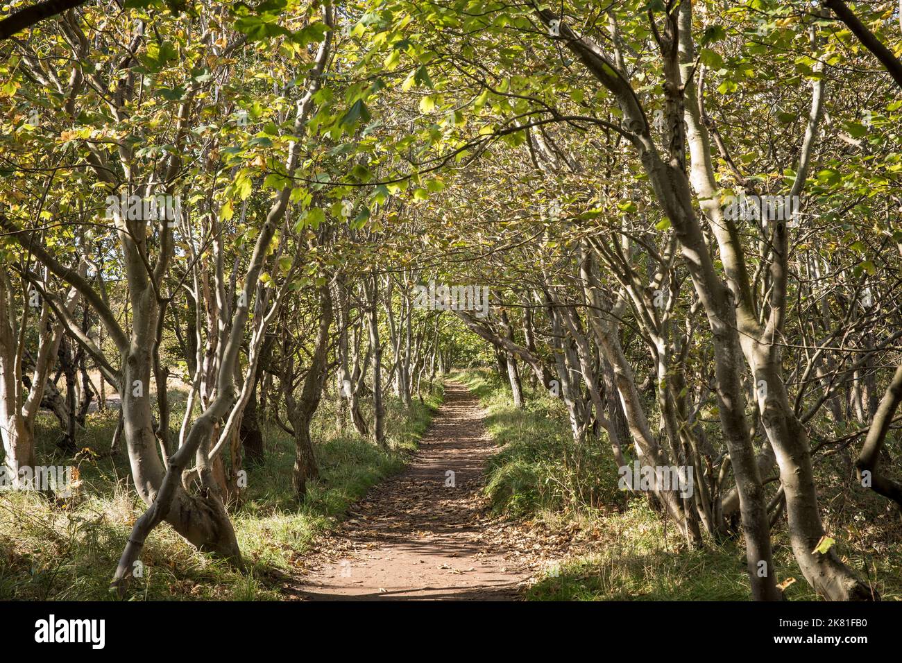 Pista forestale presso la riserva naturale di Manteling vicino a Domburg sulla penisola di Walcheren, Zeeland, Paesi Bassi. Waldweg im Naturschutzgebiet de Manteli Foto Stock