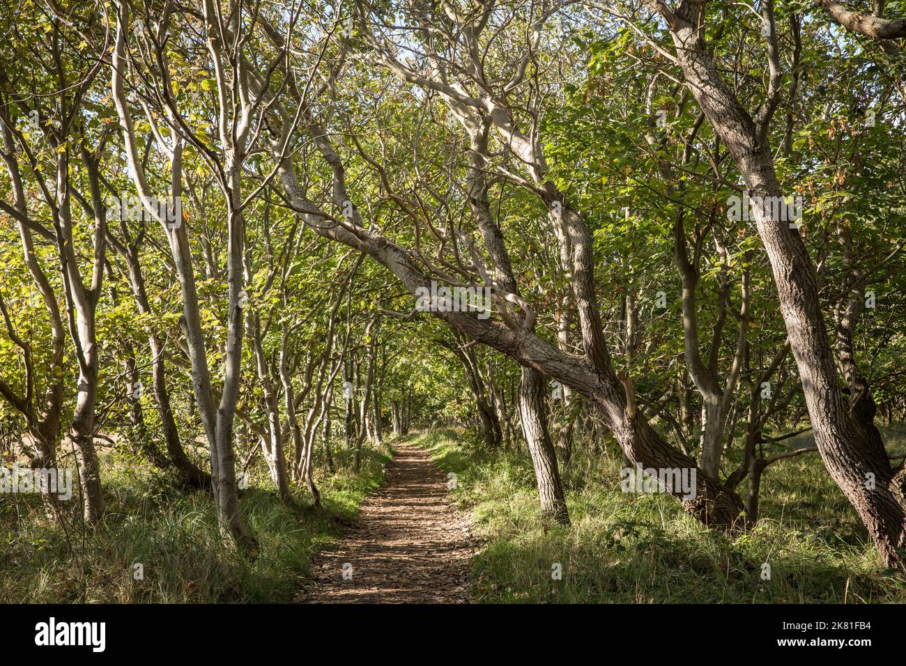Pista forestale presso la riserva naturale di Manteling vicino a Domburg sulla penisola di Walcheren, Zeeland, Paesi Bassi. Waldweg im Naturschutzgebiet de Manteli Foto Stock