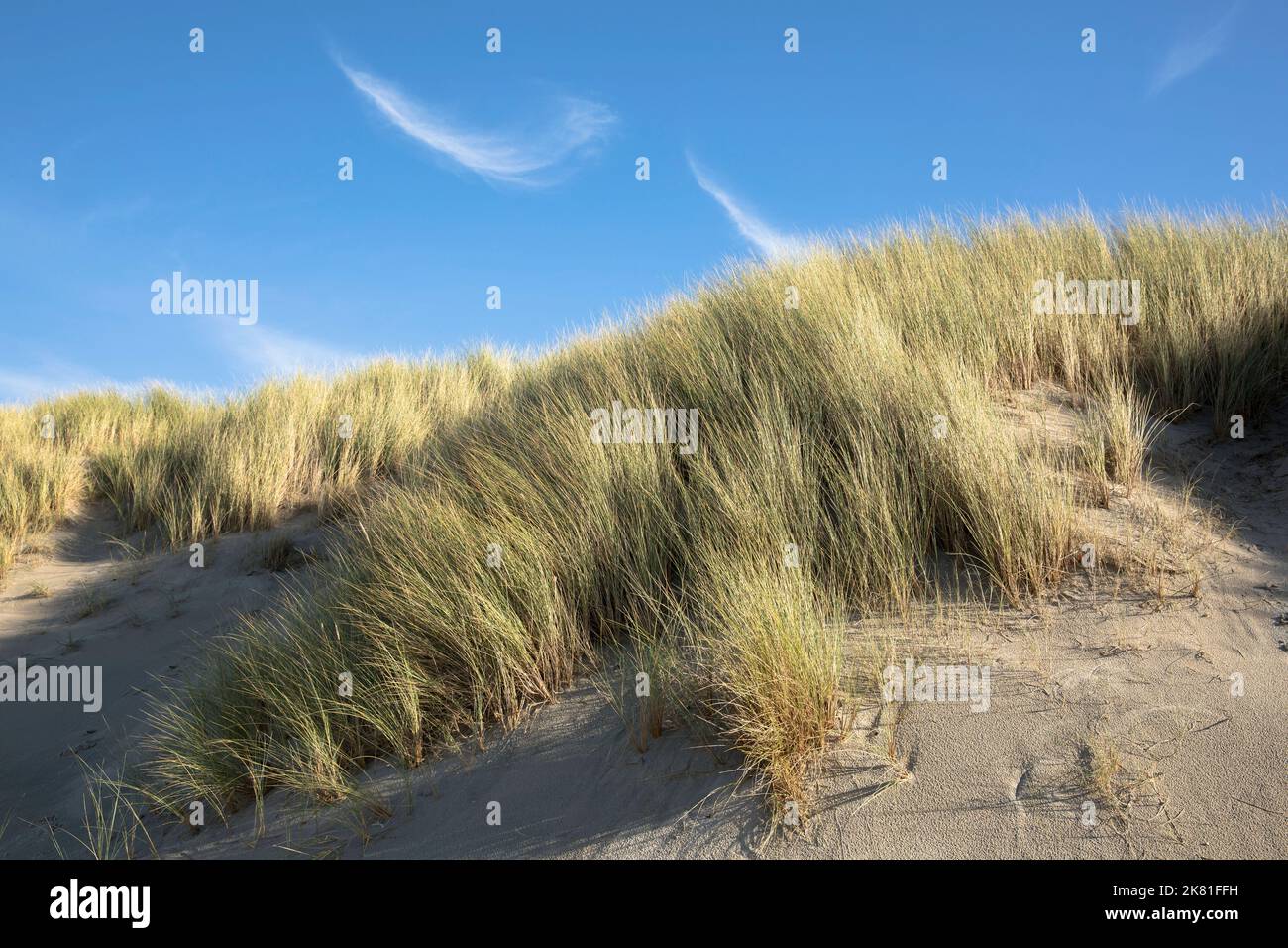 Paesi Bassi, Zeeland, nuvole di cirrus sopra le dune con sabbia-sedge alla spiaggia di Oostkapelle sulla penisola Walcheren. Niederlande, Zeeland, Cirruswo Foto Stock