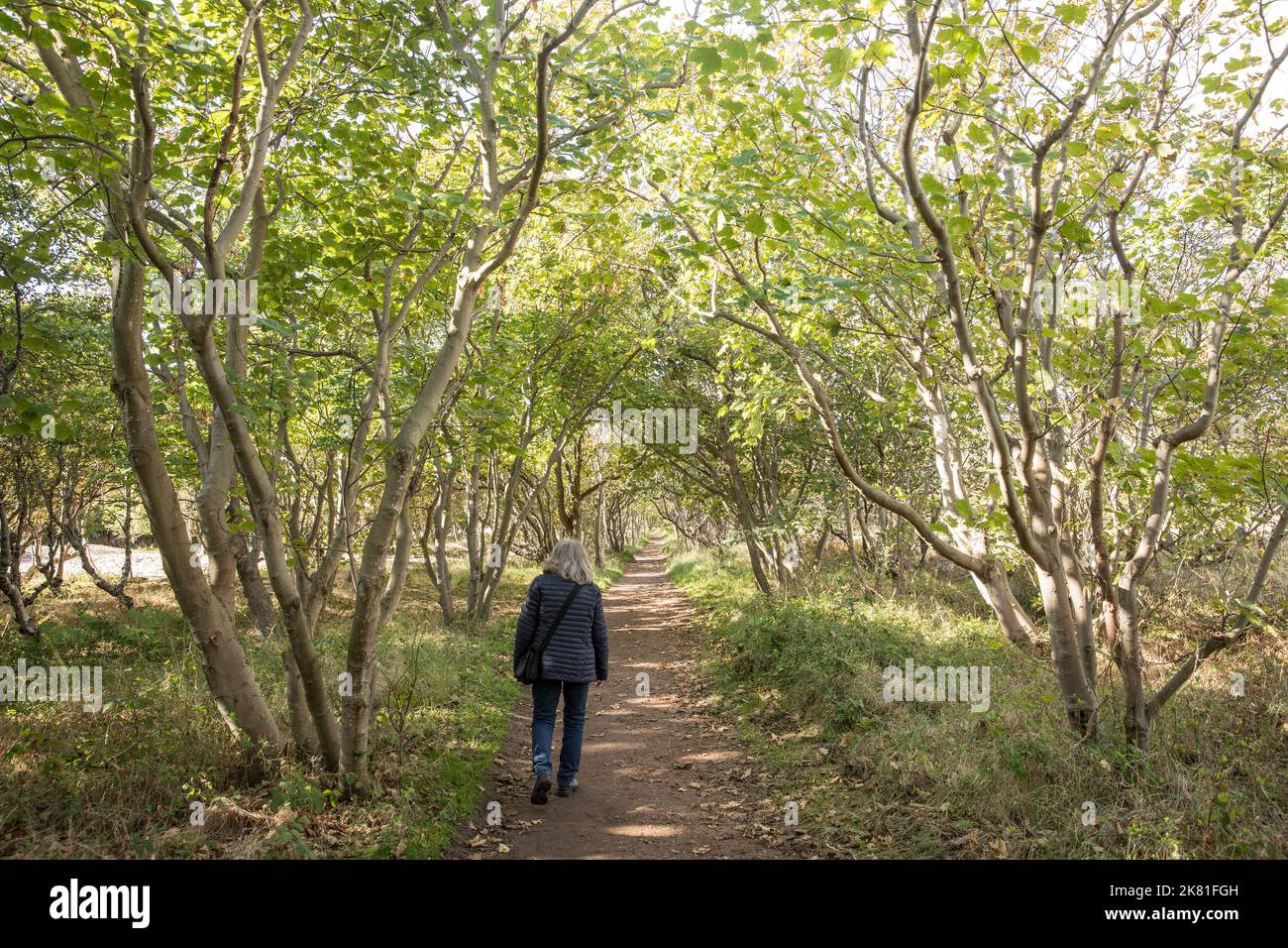 Pista forestale presso la riserva naturale di Manteling vicino a Domburg sulla penisola di Walcheren, Zeeland, Paesi Bassi. Waldweg im Naturschutzgebiet de Manteli Foto Stock