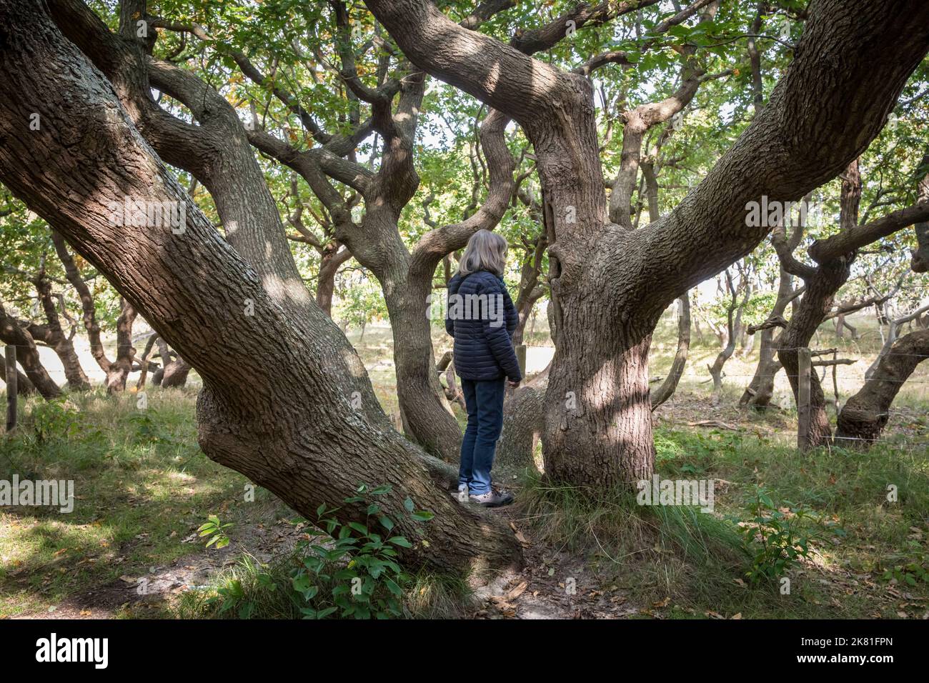 Womam è in piedi in un albero di querce snaggy presso la riserva naturale de Manteling vicino Oostkapelle sulla penisola di Walcheren, Zeeland, Paesi Bassi. Frau stah Foto Stock