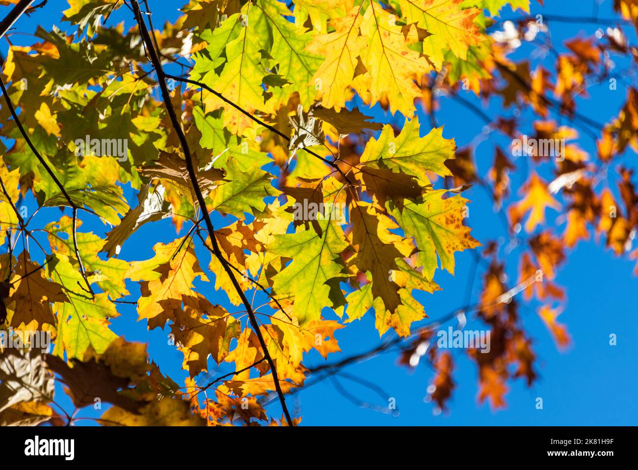 Bunte Blätter eines Baumes in herbstlichem Sonnenlicht vor blauem Himmel Foto Stock